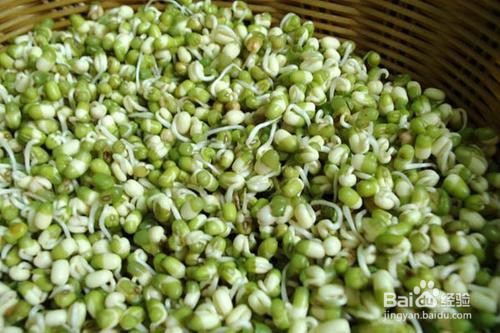 绿豆芽怎么生粗壮又白