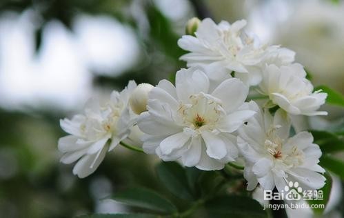 木香如何养护开的最好？