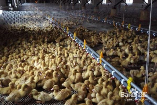 小鸭怎么养成活率最高