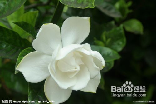 枙子花的养护技巧