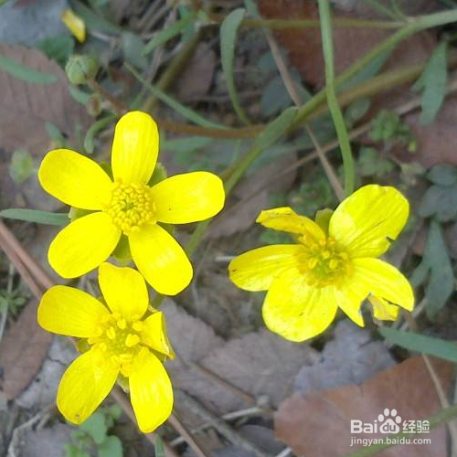 在家中该怎么养殖石龙芮?