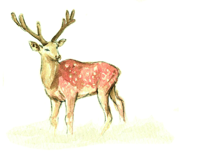 灯谜,梅花鹿看美女的胸打一成语