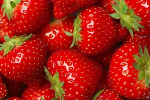 草莓为什么要在大棚里种