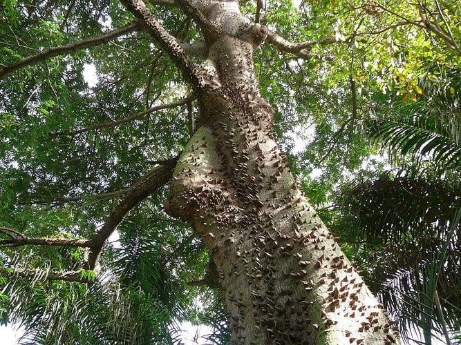 10种奇妙植物的功能有哪些