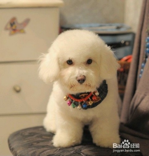 比熊犬的饲喂注意事项