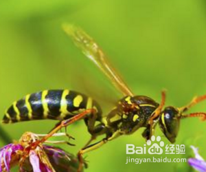 马蜂进屋怎么驱赶