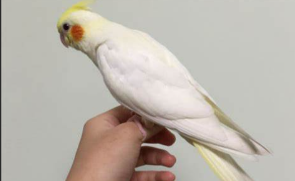 玄凤鹦鹉吃奶粉吃到多大