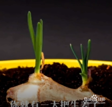 在生活中的种植的小妙招