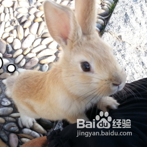 兔子拉肚子拉稀腹泻的治疗方法