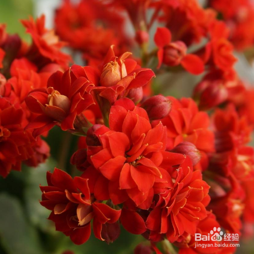 长寿花夏天该如何护养？