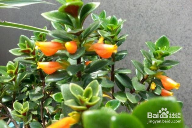金鱼吊兰的扦插方法和注意事项
