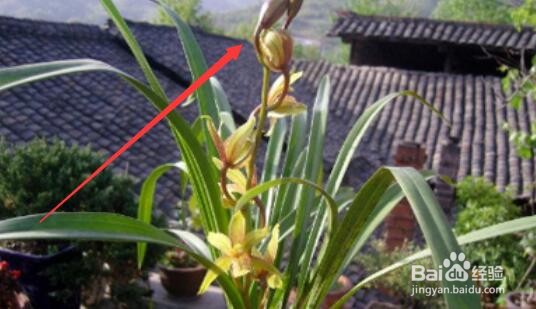十几年养大花蕙兰经验分享