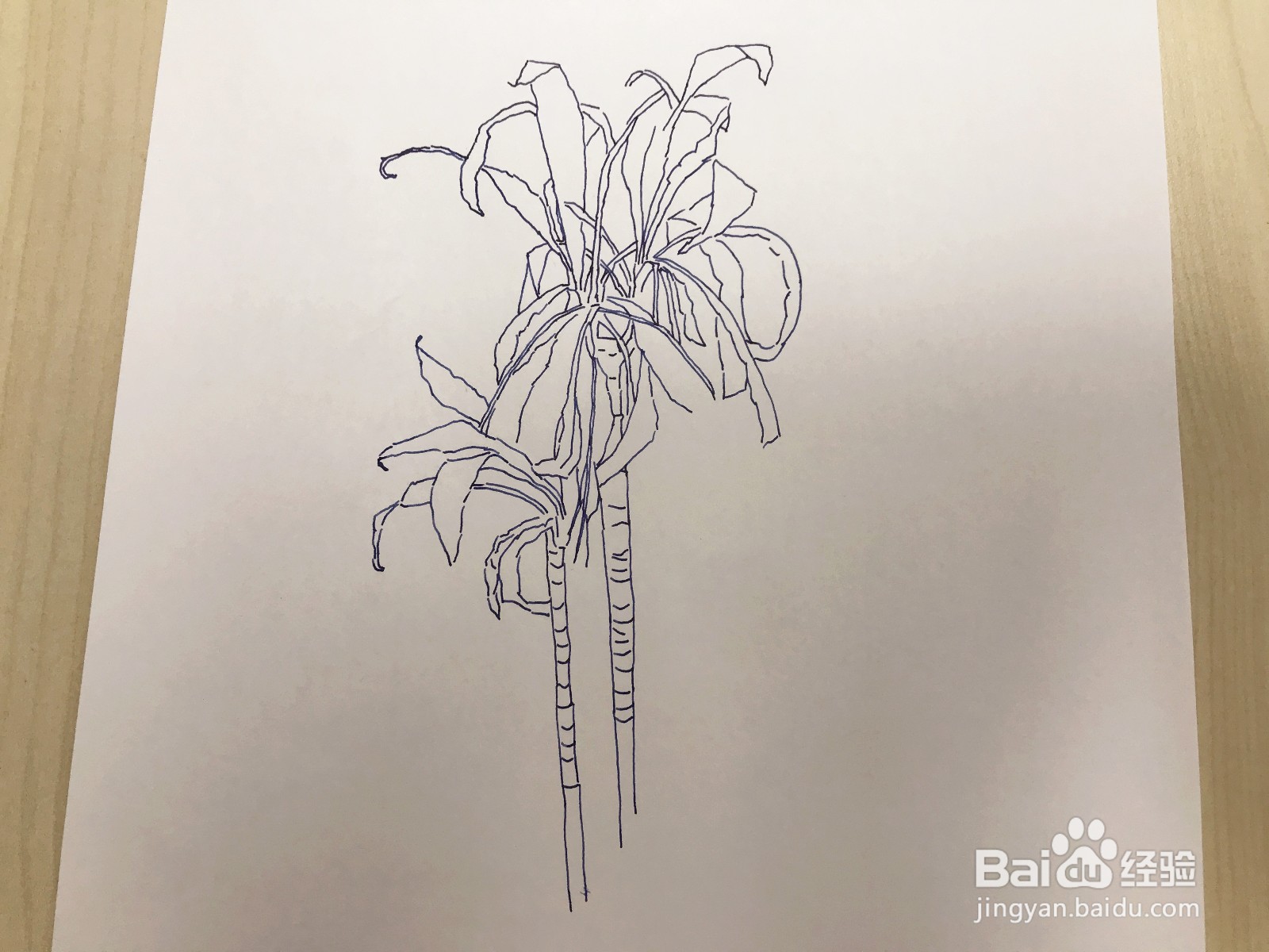 画一盆绿植：一半枯萎一半茂盛