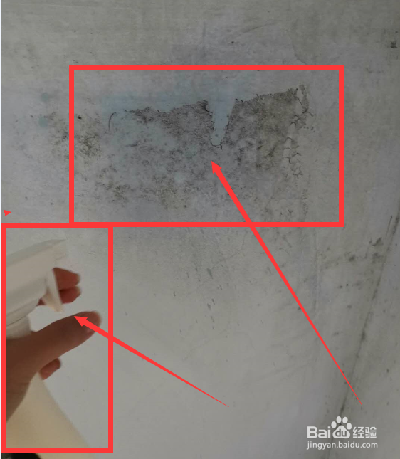 除霉剂真的能去除霉吗