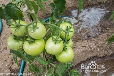西红柿坐果期怎样浇水