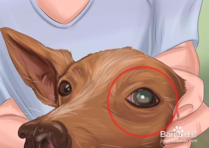 如何确保爱犬产后健康?