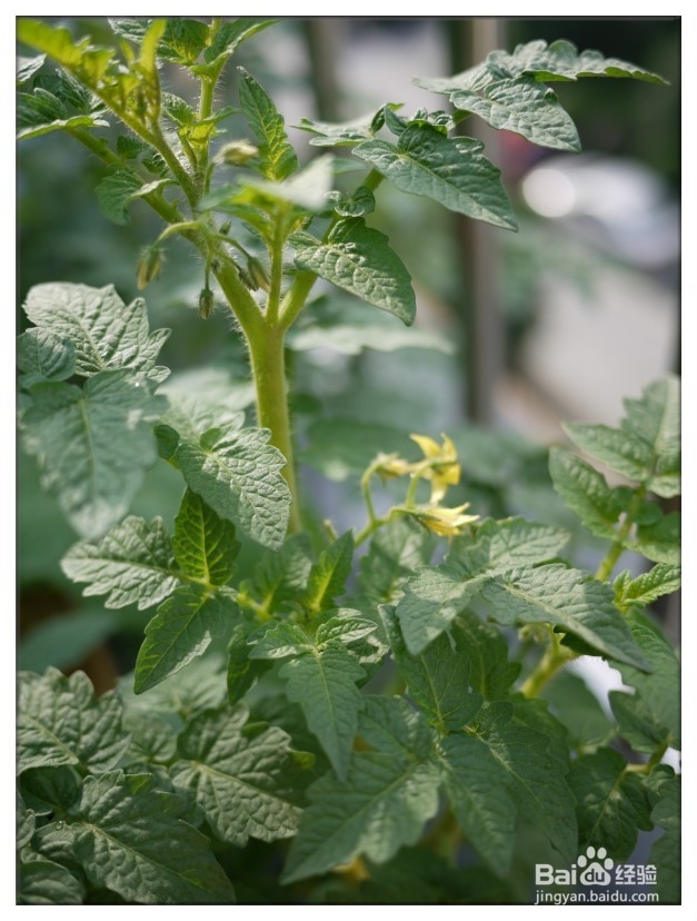 家庭怎样种植食用番茄？