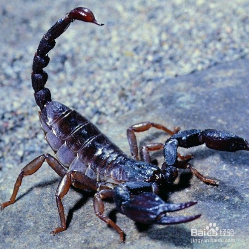 蝎子的养殖技术及管理技术