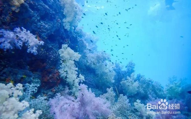 十一免签的高性价比海岛——帕劳旅游攻略