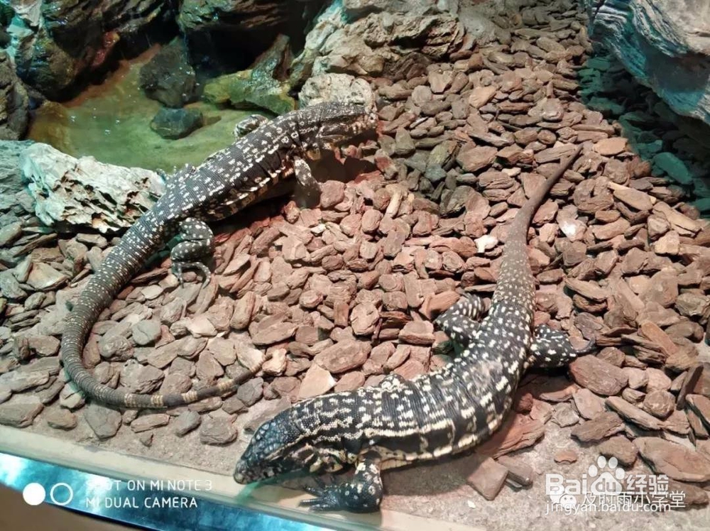 北京野生动物园一日游