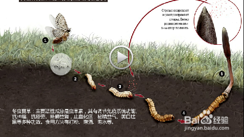 冬虫夏草纯粉片破壁与虫草纯粉的区别