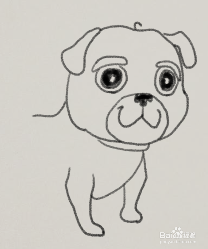 新人打卡#八哥犬怎么画