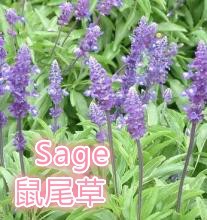 做面包、蛋糕、饼干需要什么食材呢?