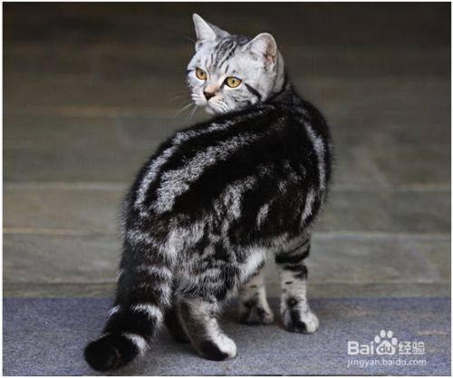 狸花猫和虎斑猫的区别 百度经验