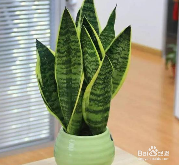 虎皮兰怎么样扦插