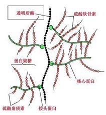 骨关节“受伤”吃什么有用