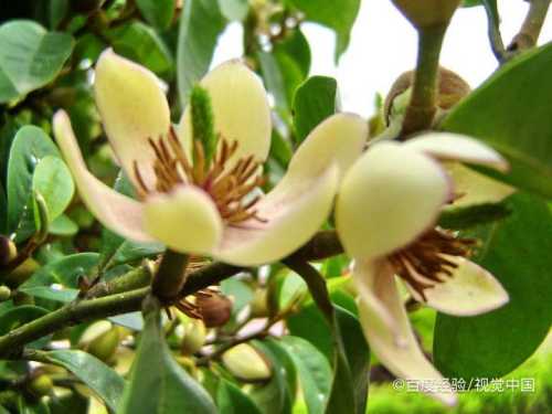 夜香花的食用禁忌 百度经验 夜香花的食用禁忌 百度经验