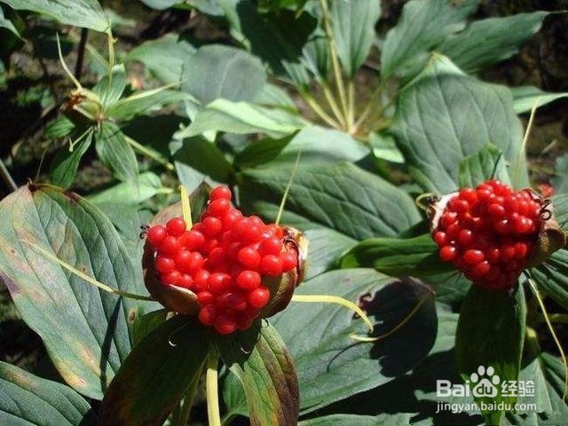 重楼种植技术方法