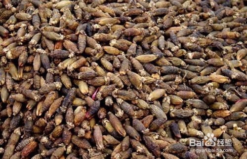 槟榔的作用以及食用禁忌