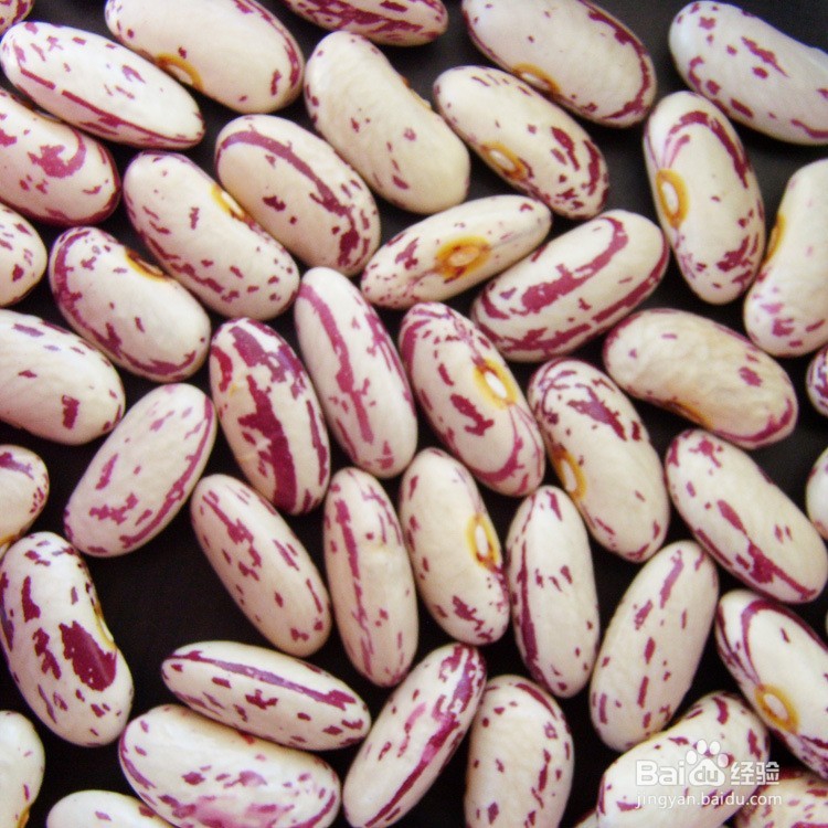 奶花芸豆如何出口