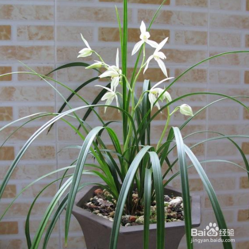 发现家里养的大雪素叶子发黄怎么办