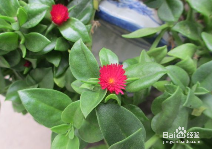 心叶日中花怎么扦插