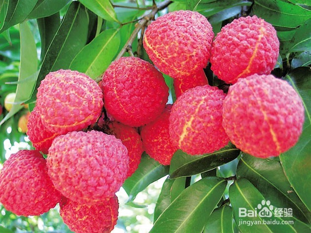 挑选荔枝的要点