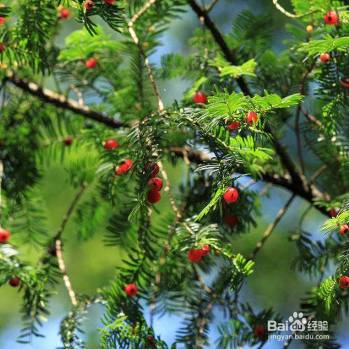 紫杉的培育方法和注意事项