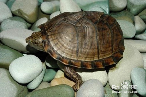 怎么养乌龟应该注意什么