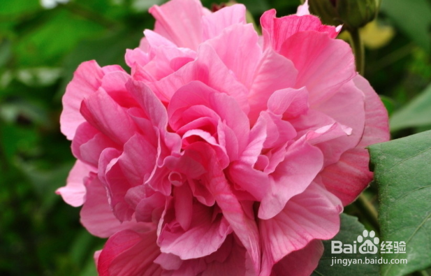 芙蓉花怎么养才能建康