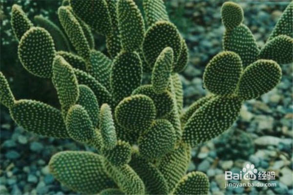 仙人掌怎么养？