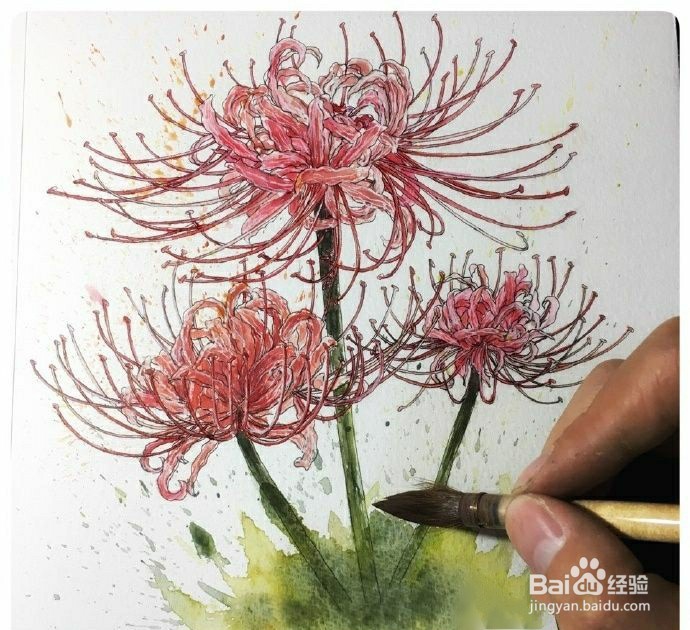 手绘彼岸花画法