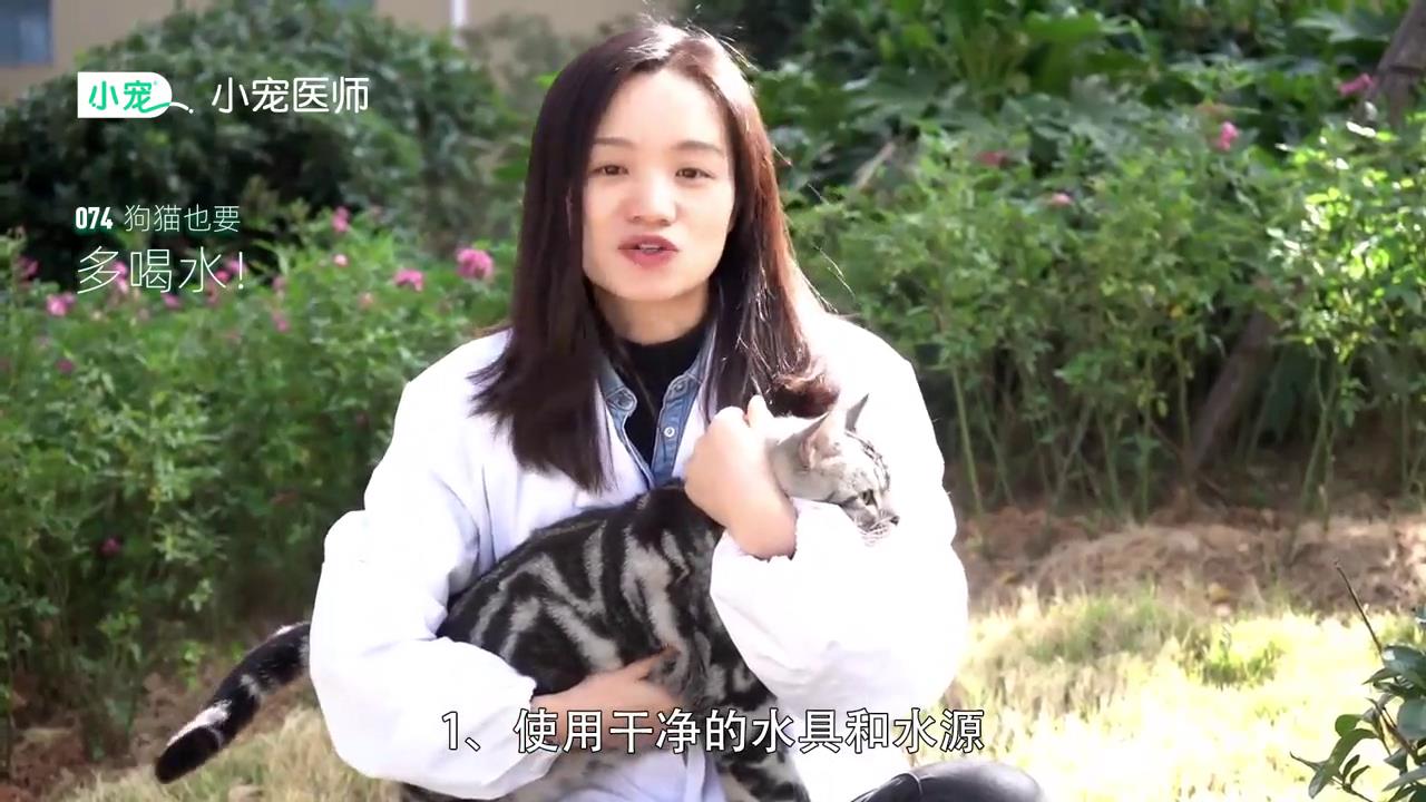 如何让狗猫多喝水？