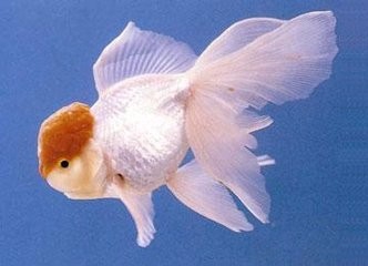 怎样区分鹤顶红、鹅头红、红帽子和齐鳃红。