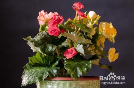 四季海棠家庭养殖注意事项