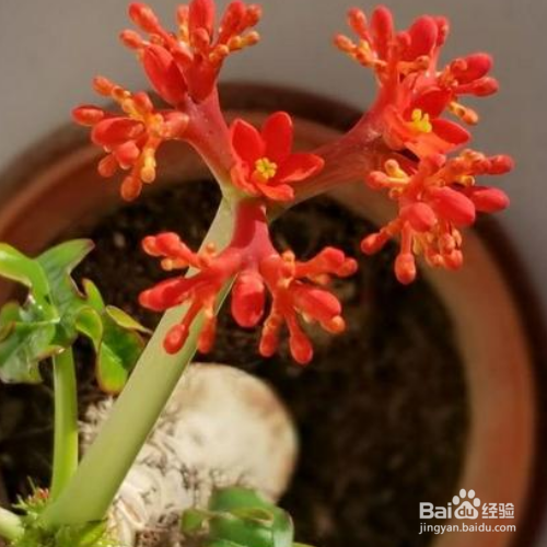 佛肚海棠的养护方法