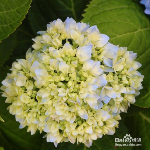 无尽夏的培育方法和注意事项