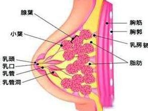 什么是乳腺癌