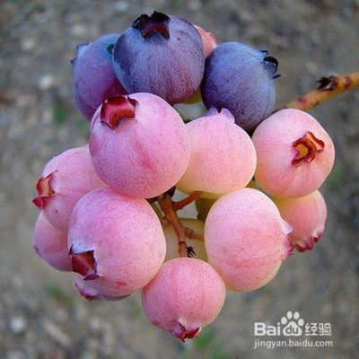蓝莓如何保存