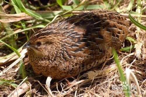 科学小实验：如何让鹌鹑蛋脱衣服